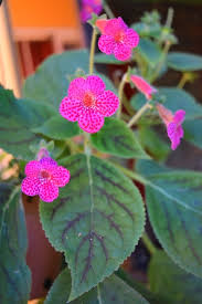 Image result for Kohleria