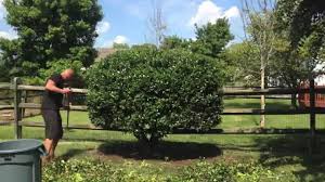 Alaska holly (ilex aquifolium 'alaska') Pruning A Big Holly Shrub Youtube