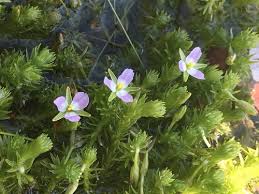 Image result for Mayaca baumii