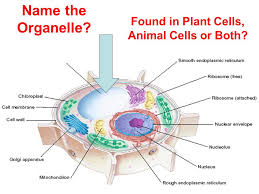 Both plant and animal cell has selectively permiable plasma membrane. Today S Goal Reinforce Nature Of Biology Ecology And Chemistry 1 Locate Your Core 40 Study Guide Ppt Download