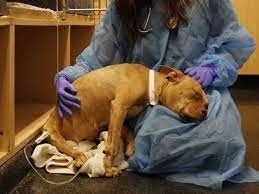 Maybe you would like to learn more about one of these? What Is Parvovirus Second Deadly Dog Disease To Sweep Uk Symptoms Advice And How To Protect Your Pet Mirror Online