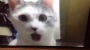 Dunyanin En Komik Kedi Videolari Youtube