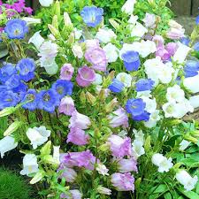 Canterbury Bells Mixed Colors Campanula Perennial Seeds Campanula Medium Perennials Color Mixing Campanula