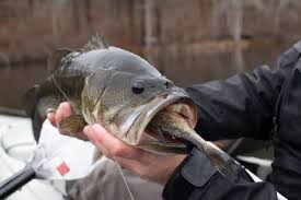 Some people consider bass fishing in the rain taboo. Largemouth Bass By The Calendar On The Water