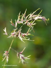 Image result for Poa binata