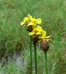 Image result for Xyris aristata