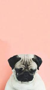 Pin Oleh Haneen Shihadeh Di Wallpapers Anjing Pug Binatang Hewan