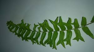 Image result for Cyclosorus striatus