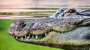 We did not find results for: Buaya Berjari Lima Yang Hilang Datang Misterius Ini Diyakini Jamaluddin Sebagai Kembaran Anaknya Halaman All Tribun Jambi