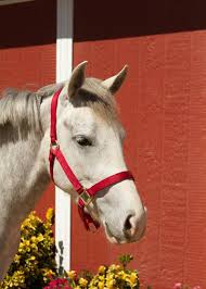 Where can i adopt a horse for free. Ready For Adoption Red Bucket Equine Rescue