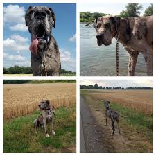 Liebe hundebesucher, leider kommt es bei uns im tierheim oftmals zu missverständnissen, wenn sie als interessenten bei uns zu besuch sind. Vermittelte Tiere 2018 Tierheim Wurzen