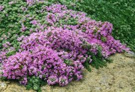 Thymian teppich vergleich die qualitativsten thymian teppiche unter die lupe genommen! Thymian Minor Thymus Praecox Minor Gunstig Online Kaufen