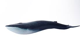 Whale Blue Swimming Png Image Whale Swimming Animals