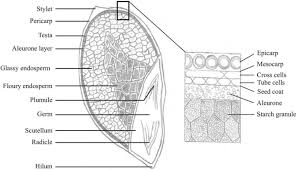 Maybe you would like to learn more about one of these? The Nutritional Use Of Millet Grain For Food And Feed A Review Agriculture Food Security Full Text