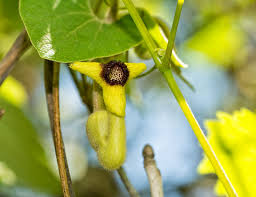 Image result for Aristolochia triactina