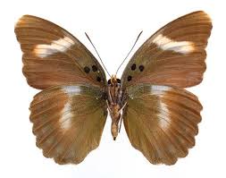 Image result for Euploca katangensis