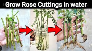 Image result for cuttings of roses