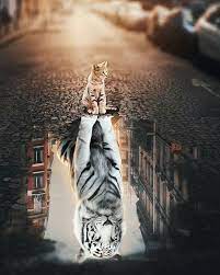 Amazing Photoshop Effect Pictures Amazing Photoshop Photography Photooftheday Photo Cats Tiger Water Cute Animals Cute Cat Wallpaper Majestic Animals