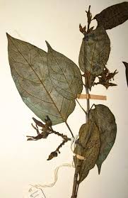 Image result for Telosma