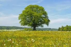 The little leaf linden tree. Garden Docs Will A Little Leaf Linden Tree Grow In Our Area