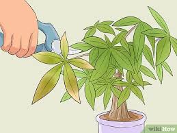 Make sure the tree or shrub is a manageable size. 4 Ways To Care For A Money Tree Wikihow
