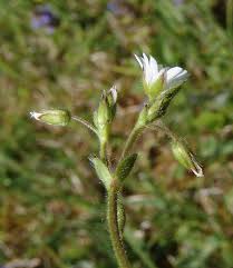 Image result for Cerastium octandrum