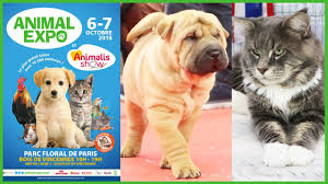 As the owner of a beauty salon, you should pay attention to every detail and don't let anything slip off. Animal Expo 2018 Parc Floral De Paris Youtube