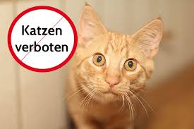 2 oder 3 katzen in wohnung? Darf Vermieter Katze Verbieten 4 Grunde Fur Ein Katzenverbot