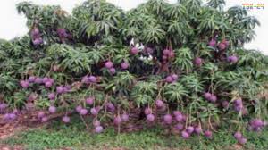 4.0 out of 5 stars 157. Wow Amazing Agriculture Technology Mango Youtube