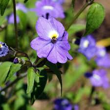 Image result for Browallia americana