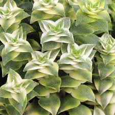 Image result for Crassula vaginata