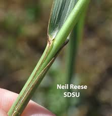 Image result for Panicum eickii