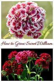 Dianthus Barbatus Perennial Mounding And Container Plant How To Grow Sweet William Flowers Dianthus Barbatus Flower Garden Design