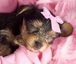 Yes, you are likely seeing retained baby (or deciduous) teeth. Newborn Yorkies Yorkshire Terrier Information Center