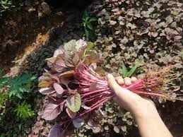 Enak Lihat Bayam Merah Daripada Tanah Merah Blog Pengisi Waktu Splošni podatki o rastlini (alternanthera amoena 'sessilis'). lihat bayam merah daripada tanah merah
