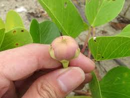 Image result for Ipomoea pes-caprae