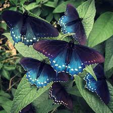 How One Man Repopulated A Rare Butterfly Species In His Backyard Butterfly Species Butterfly Photos Beautiful Butterflies