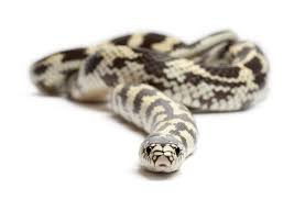 Today we are discussing 7 awesome pet snakes and what makes them a brilliant pet. Kingsnakes As Pets A Complete Guide With Pictures Embora Pets
