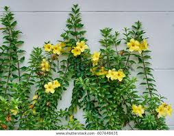 Image result for Allamanda cathartica