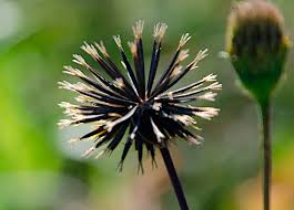 Image result for Bidens pilosa