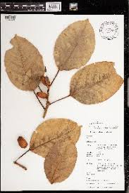 Image result for Ficus amadiensis