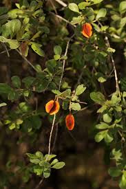 Image result for Combretum hereroense