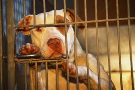 This is why an animal rescue business would always come in handy. How To Start An Animal Rescue With Step By Step Guide Lovetoknow
