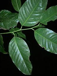 Image result for Heisteria