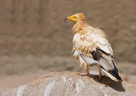 Egyptian vultures are opportunists and eat very varied. Vulture News From The Middle East