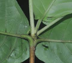Image result for Tricalysia jasminiflora