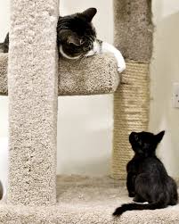 Rehoming a pet can be difficult for both you and the pet. Kitten Season Battersea Dogs Cats Home