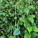 Image result for Petiveria alliacea