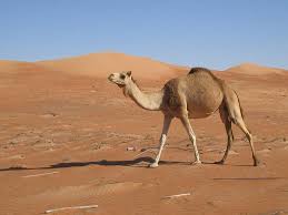 Even though there's no universally applied timetable for every single cat out how long can a cat survive without water? Pin Su Dream Of Desert