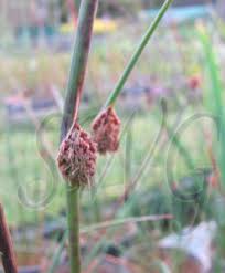 Image result for Prismatocarpus cordifolius